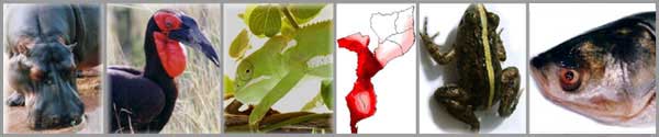 Vertebrates in Mozambique
