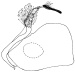 affinis a.gif (2431 Byte)