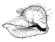 affinis b.gif (3803 Byte)