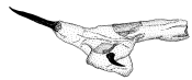 affinis d.gif (4964 Byte)