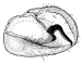 aldabrensis b.gif (3911 Byte)