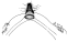 aldabrensis c.gif (1586 Byte)
