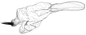 aldabrensis d.gif (4907 Byte)