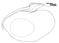 androfusca a.gif (2718 Byte)