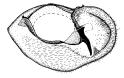 androfusca b.gif (6133 Byte)