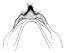 androfusca c.gif (1968 Byte)