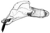 androfusca d.gif (7384 Byte)