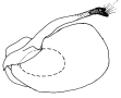 bauri a.gif (2853 Byte)