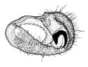 bauri b.gif (7401 Byte)
