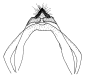bauri c.gif (2649 Byte)