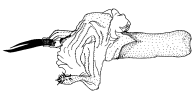 bauri d.gif (6389 Byte)