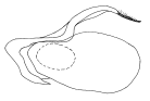 brunnea a.gif (2935 Byte)