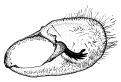 brunnea b.gif (5732 Byte)
