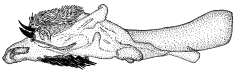 brunnea d.gif (11265 Byte)