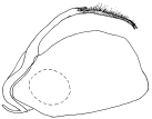 bubo a.gif (3596 Byte)