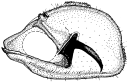 bubo b.gif (6999 Byte)