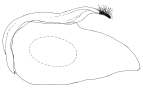 castanea a.gif (2884 Byte)