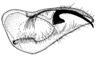 castanea b.gif (7022 Byte)