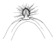 castanea c.gif (2206 Byte)