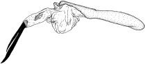 castanea d.gif (5081 Byte)