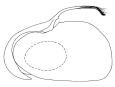 catinca a.gif (2601 Byte)