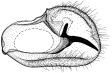 catinca b.gif (6136 Byte)