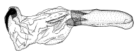 catinca d.gif (6883 Byte)