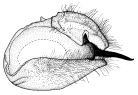 femina b.gif (8820 Byte)