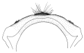 femina c.gif (3438 Byte)