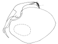 fennia a.gif (2716 Byte)