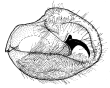 fennia b.gif (7555 Byte)