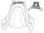 fennia c.gif (2918 Byte)