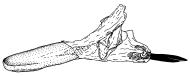 fennia d.gif (5205 Byte)