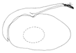fuscivena a.gif (2643 Byte)