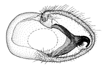 fuscivena b.gif (5371 Byte)