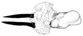 fuscivena d.gif (5591 Byte)