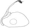 kiellandi a.GIF (2738 Byte)