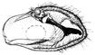 kiellandi b.GIF (5476 Byte)