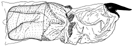 kiellandi d seitlich.GIF (5754 Byte)
