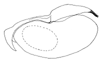 lineolata a.GIF (2449 Byte)