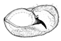 lineolata b.GIF (3871 Byte)