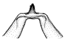 lineolata c.GIF (1949 Byte)