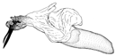 lineolata d.GIF (4488 Byte)