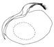 lupia a.GIF (2377 Byte)