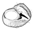 lupia b.GIF (3467 Byte)