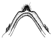 lupia c.GIF (1615 Byte)