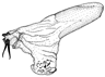 lupia d.GIF (3928 Byte)