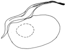 luteibarba_a.GIF (3567 Byte)