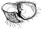 luteibarba_b.GIF (9721 Byte)