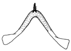 luteibarba_c.GIF (3257 Byte)